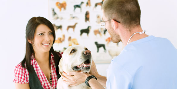veterinarian and client with labrador retriever
