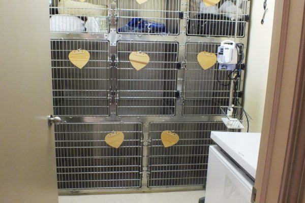 veterinary recovery room with kennel cages