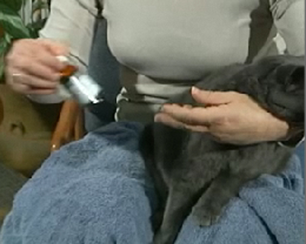 woman holding grey cat and pill bottle