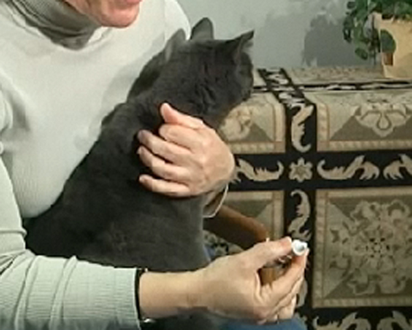 woman holding grey cat and pill bottle