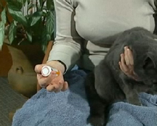 woman holding grey cat and pill bottle