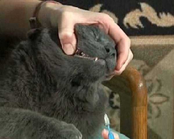 woman checking grey cats teeth