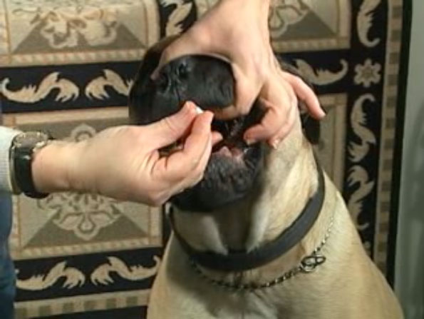 woman administering pills to dog